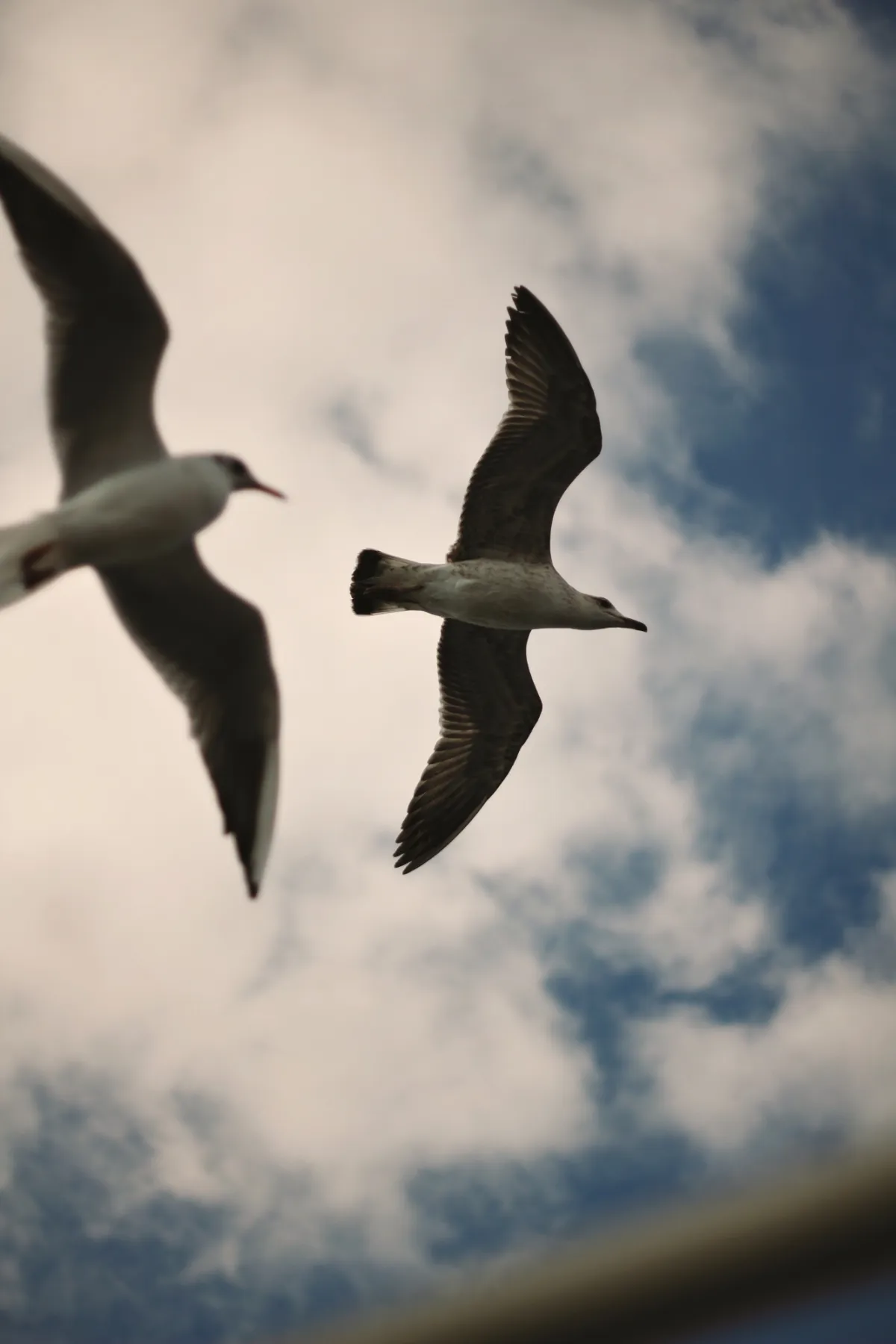 Vogels Nieuwpoort Vogels Nieuwpoort